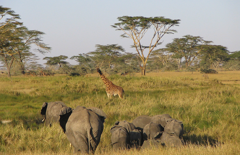 Tanzania Wildlife Safari