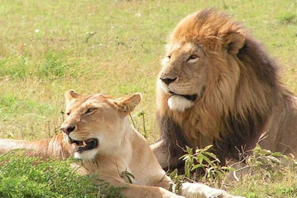 Uganda Safari Holidays