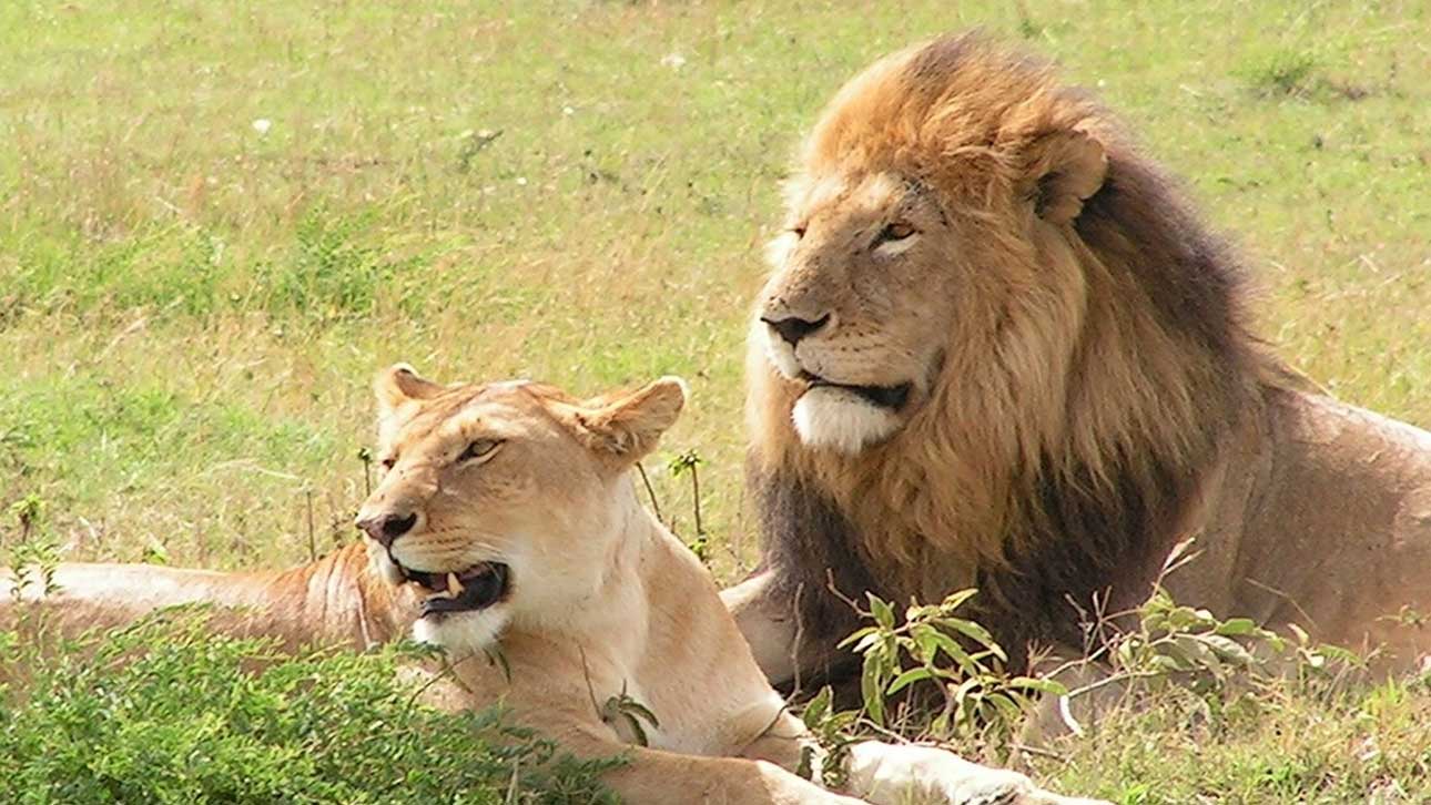 Uganda Safari Holidays