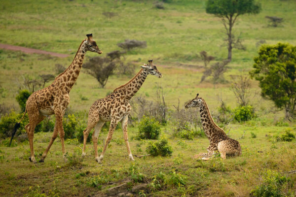 Arusha National Park