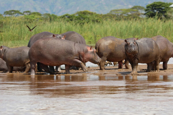 Rusizi National Park