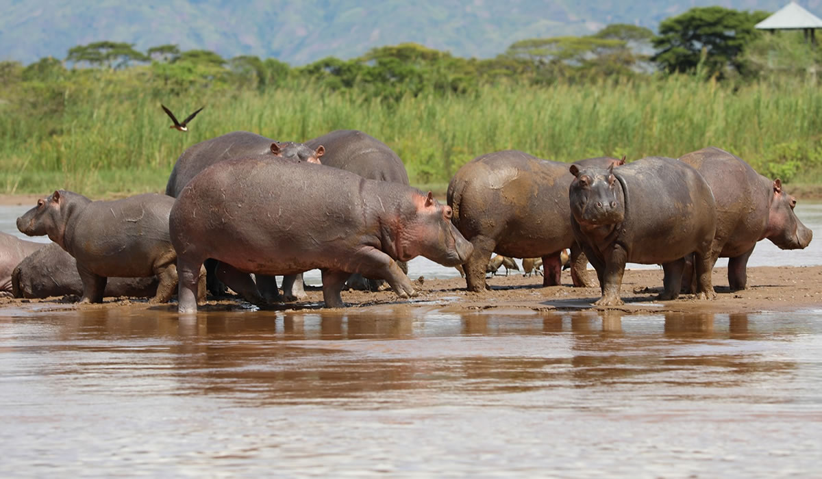 3-Day Burundi Bujumbura City & Rusizi National Park Safari