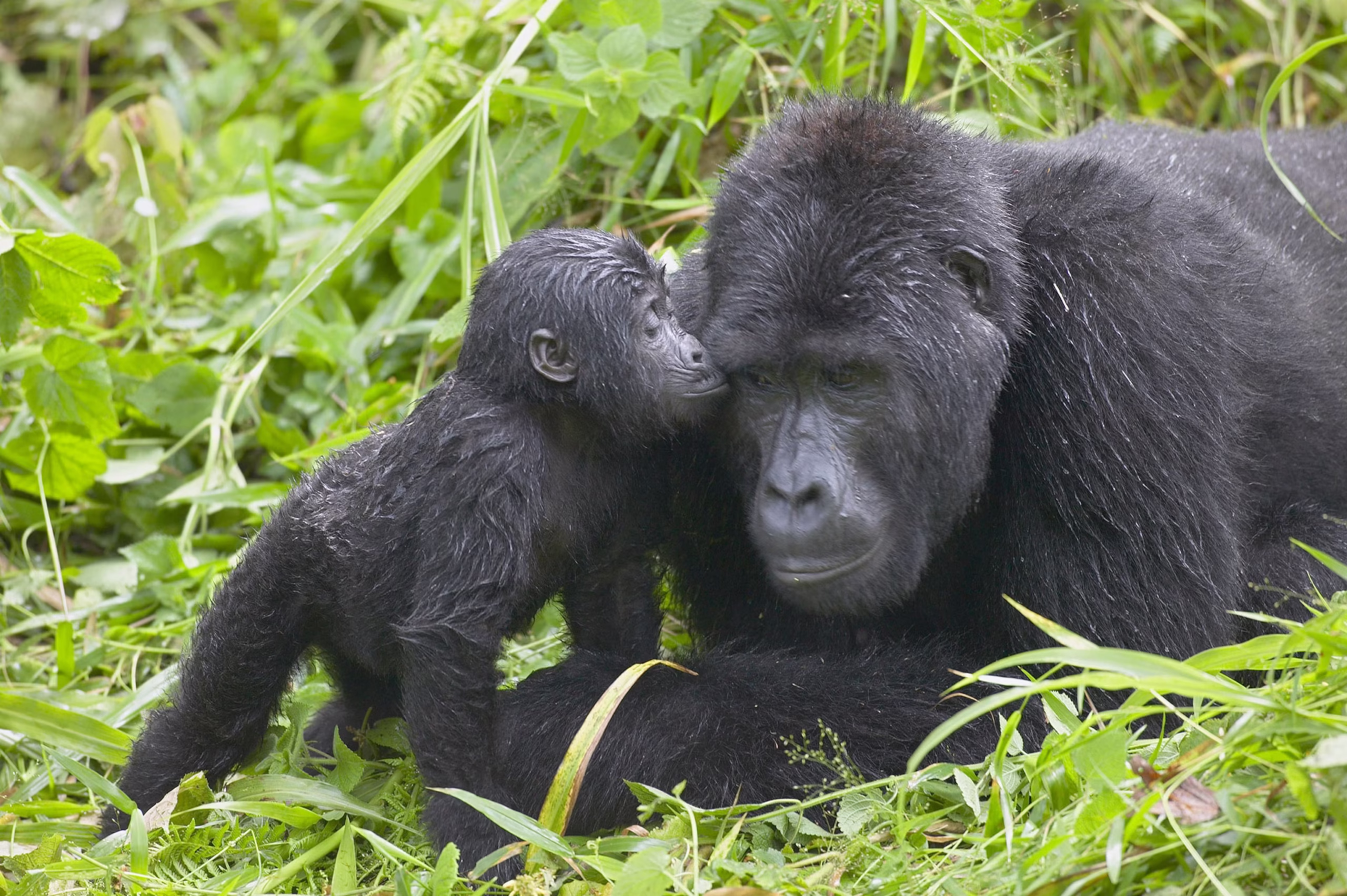 3 Days Bwindi Gorilla Trekking Safari