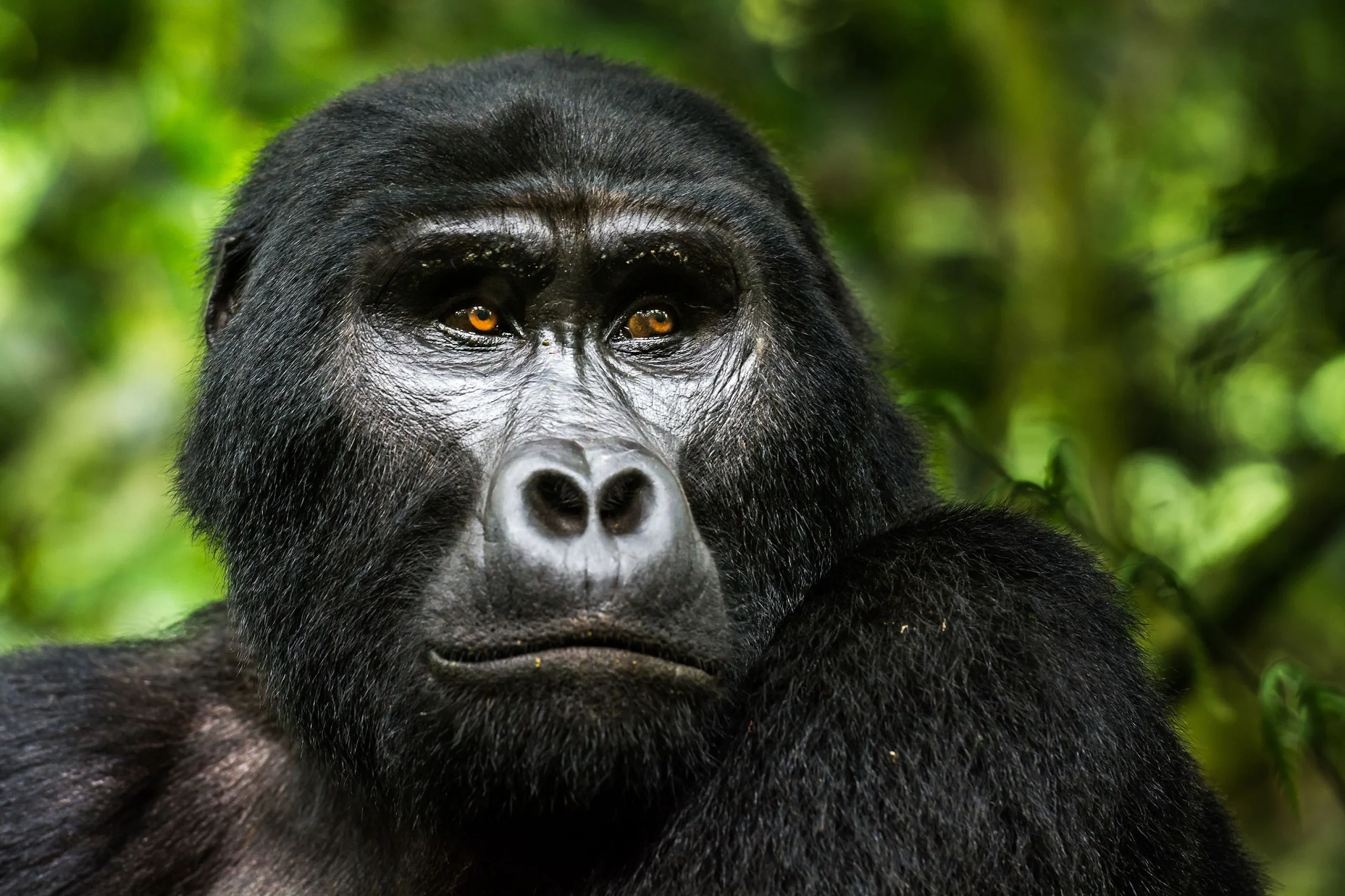 3 Days Bwindi Gorilla Trekking Safari