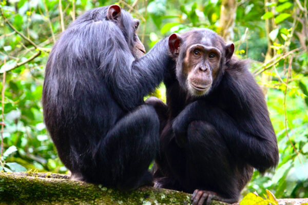 UGANDA CHIMPANZEE  SAFARIS