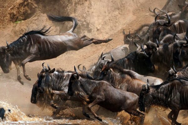 8-Day Magical Kenya Game Drive Safari