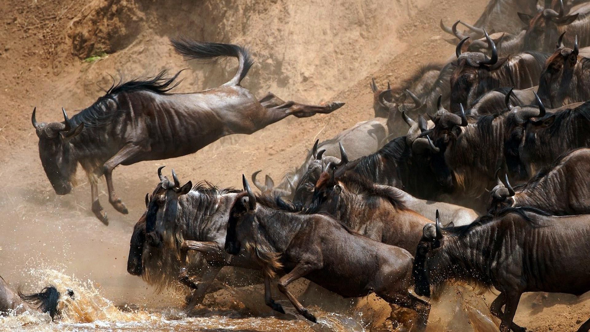 8-Day Magical Kenya Game Drive Safari