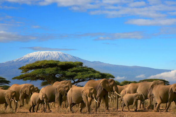 Amboseli-Elephants