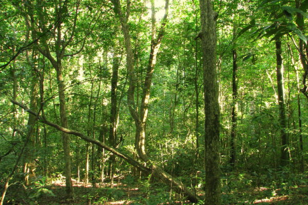 Budongo Forest Reserve
