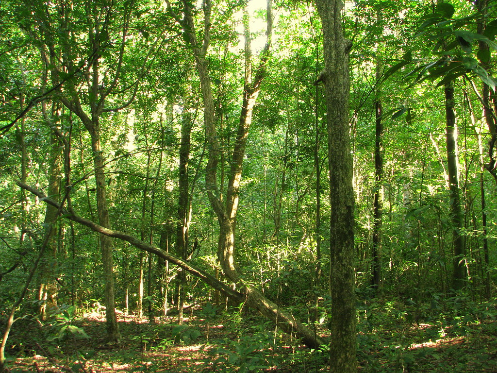 Budongo Forest Reserve