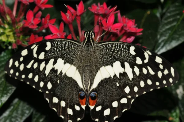 Butterfly Safaris