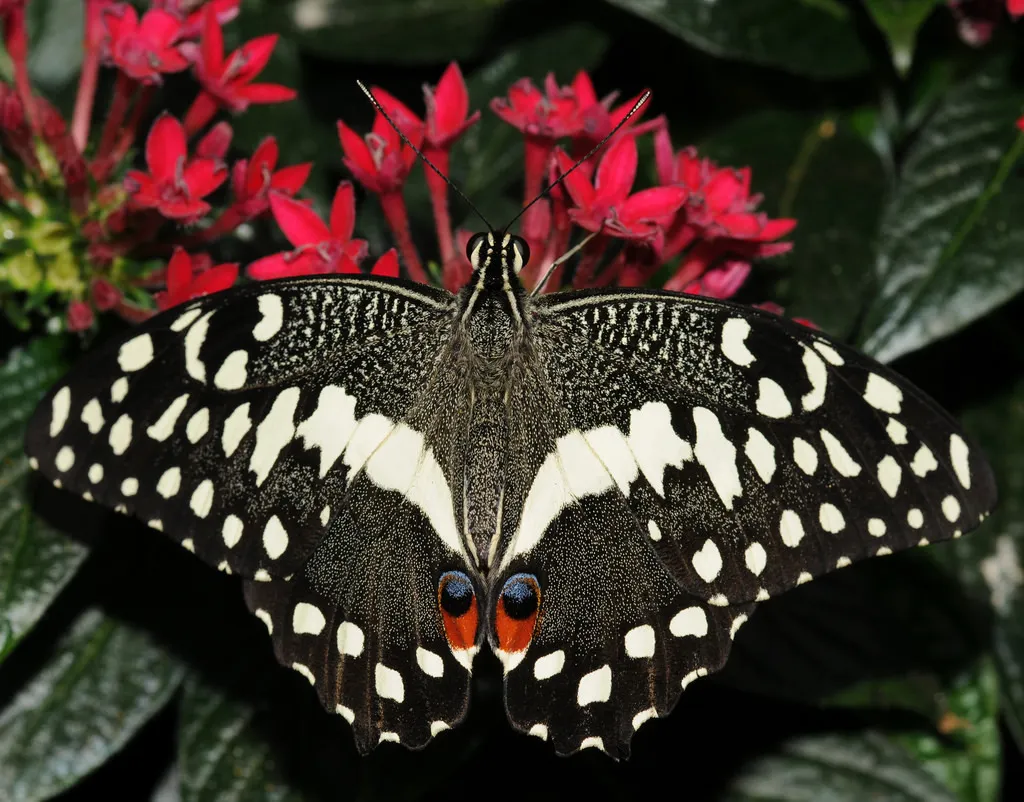 Butterfly Safaris