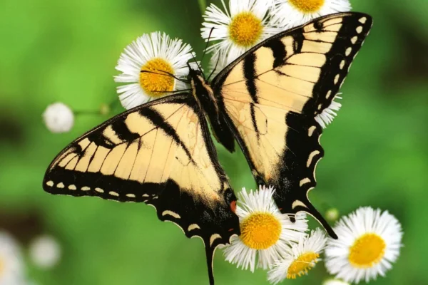 Butterfly-watching-safaris-5