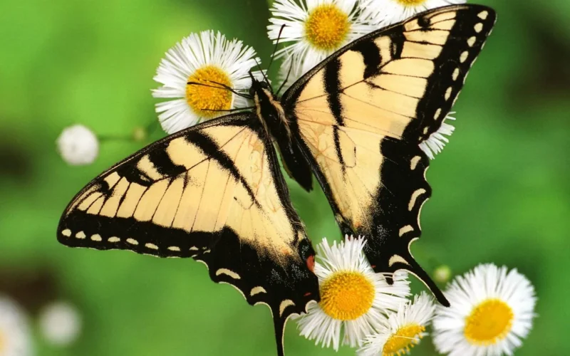 Butterfly-watching-safaris-5