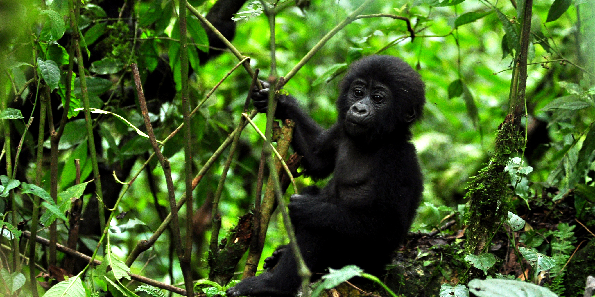 Bwindi Impenetrable Forest National Park.