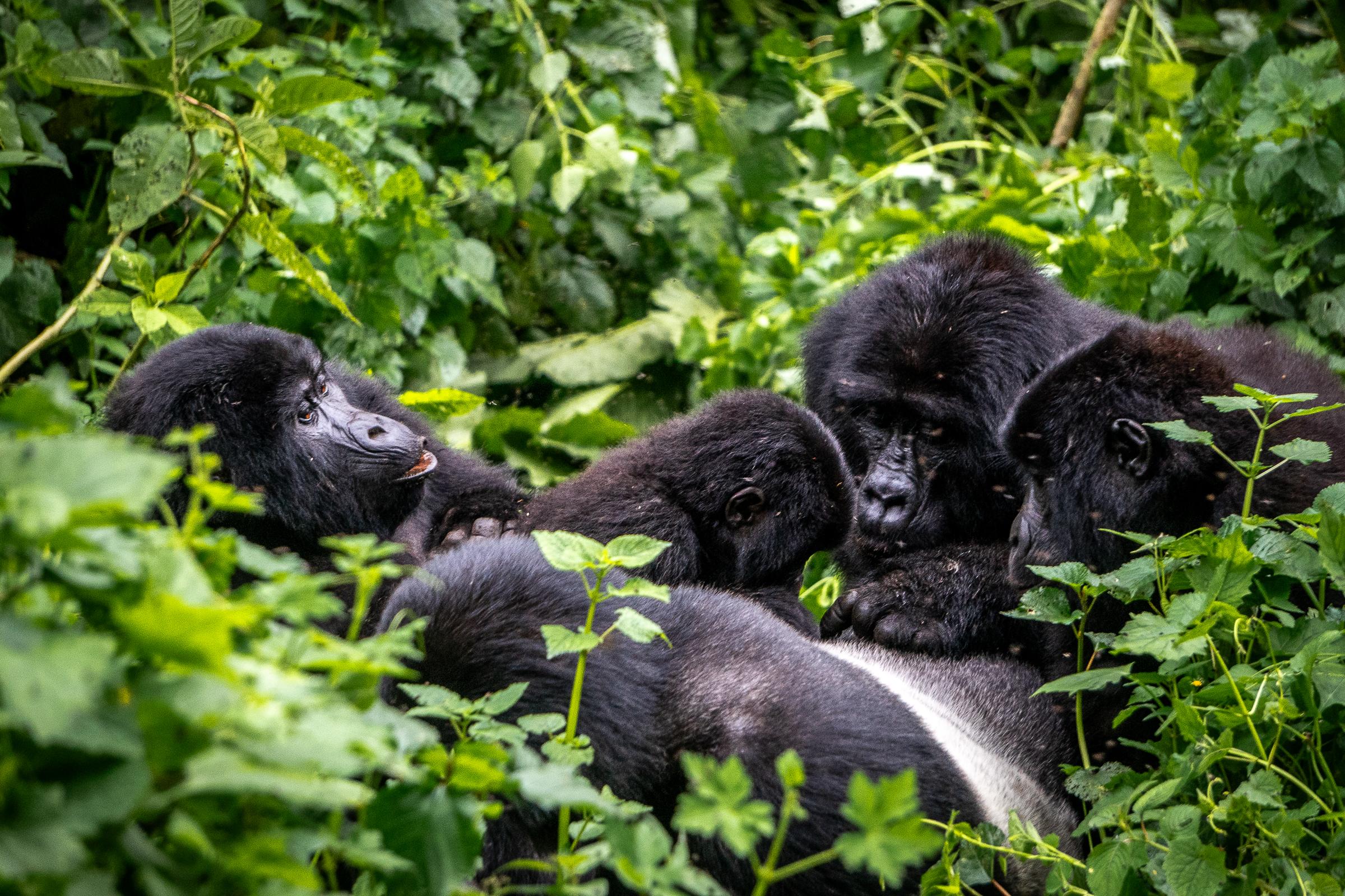 Bwindi Impenetrable Forest National Park.