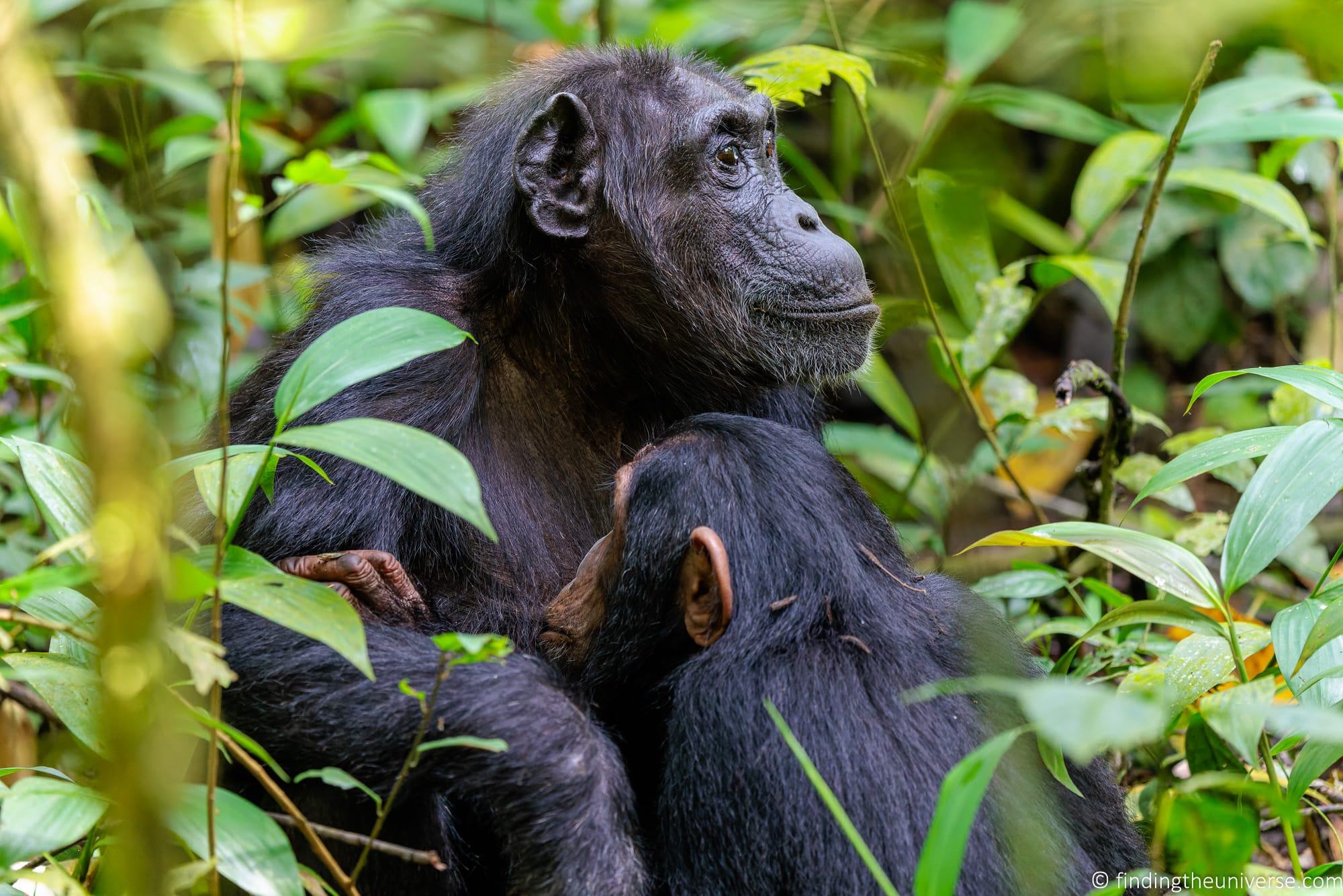 Uganda Chimpanzee Safaris