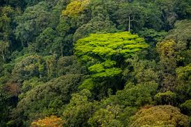 Gishwati-Mukura National Park
