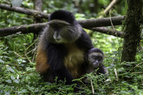 Gishwati-Mukura National Park..