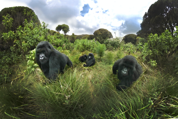 GORILLA TREKKING SAFARI EXPERIENCES