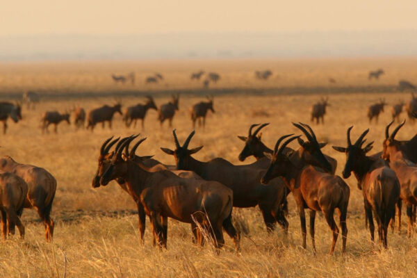 Katavi-National-Park-Tanzania
