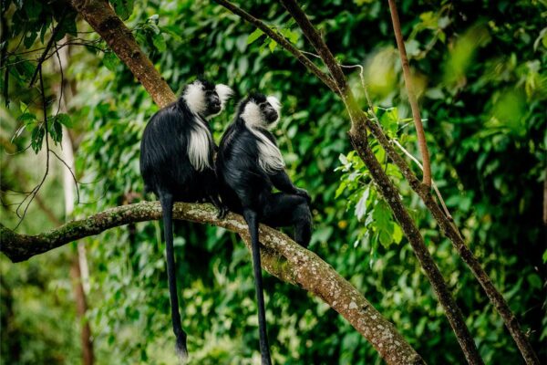 Kibira-National-Park