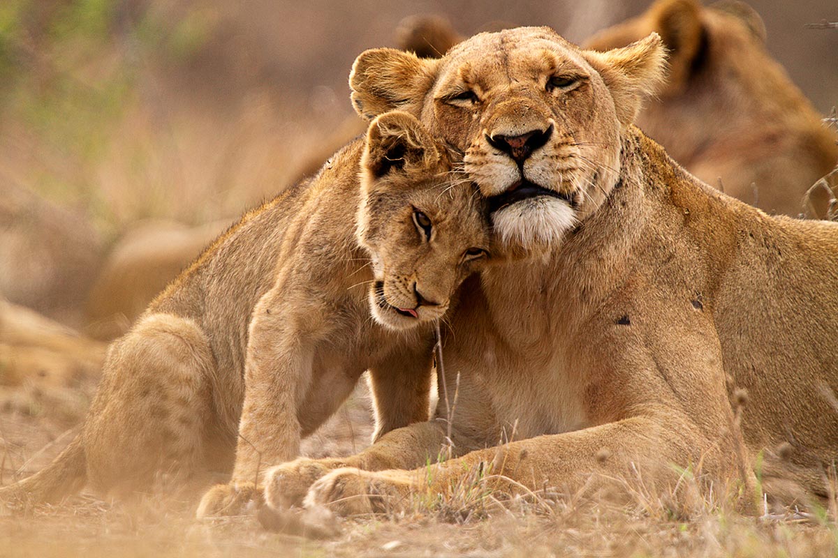 Long Uganda Safaris