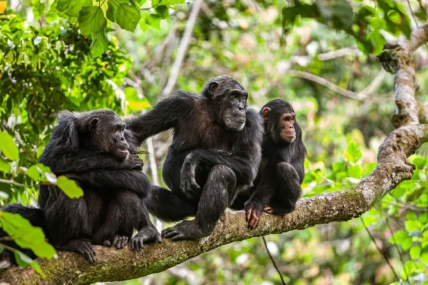 Long Tanzania Safaris