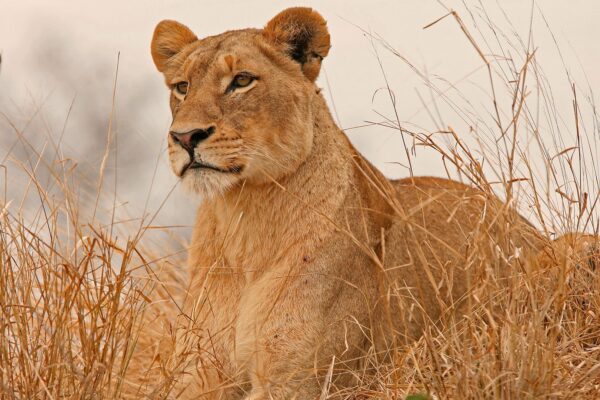 Meru National -Park