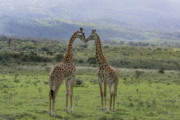 Kenya Wildlife Safaris