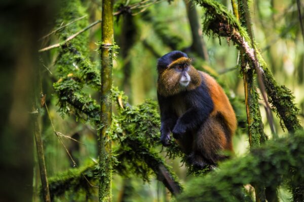 Mgahinga National Park