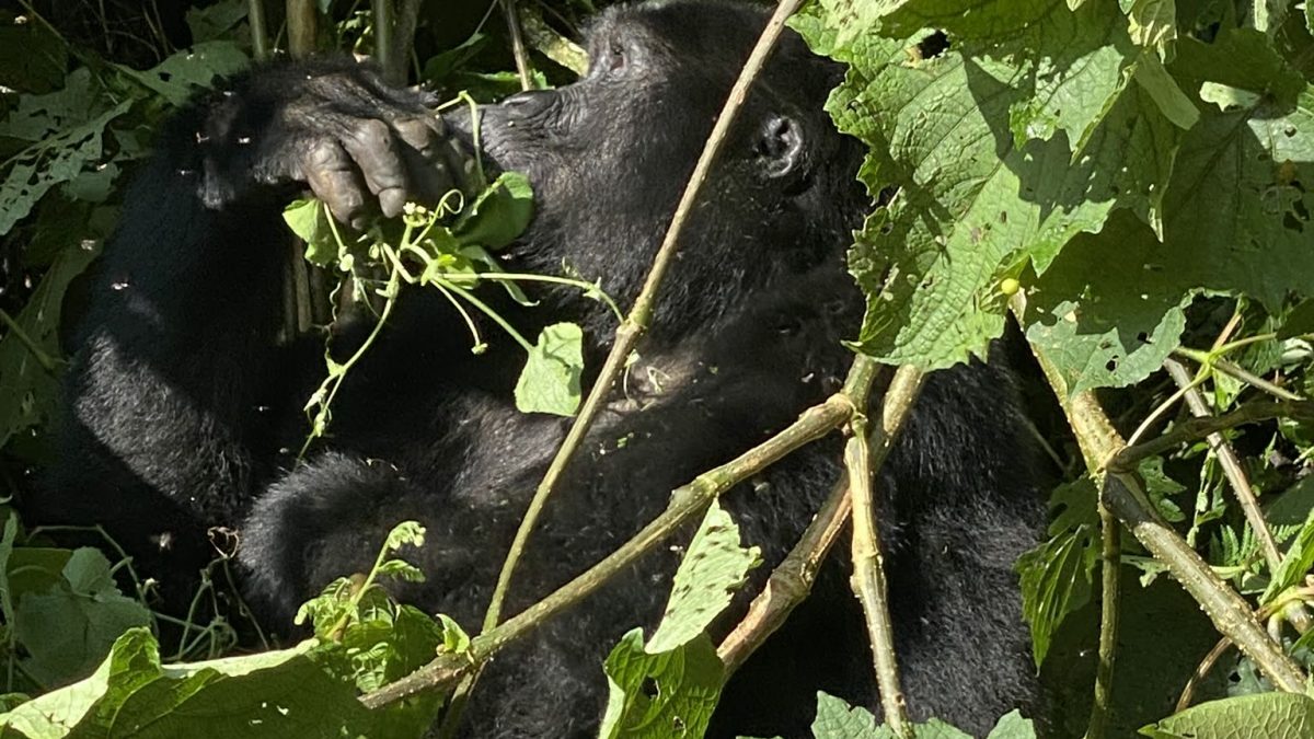 Mgahinga National Park