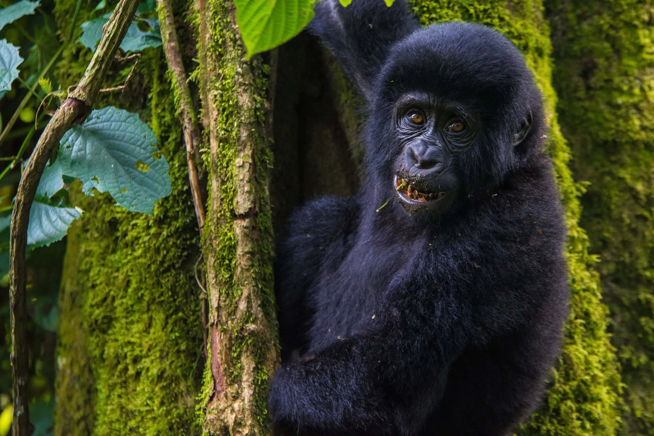 Mgahinga National Park