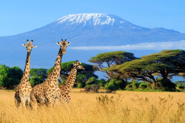 Kilimanjaro