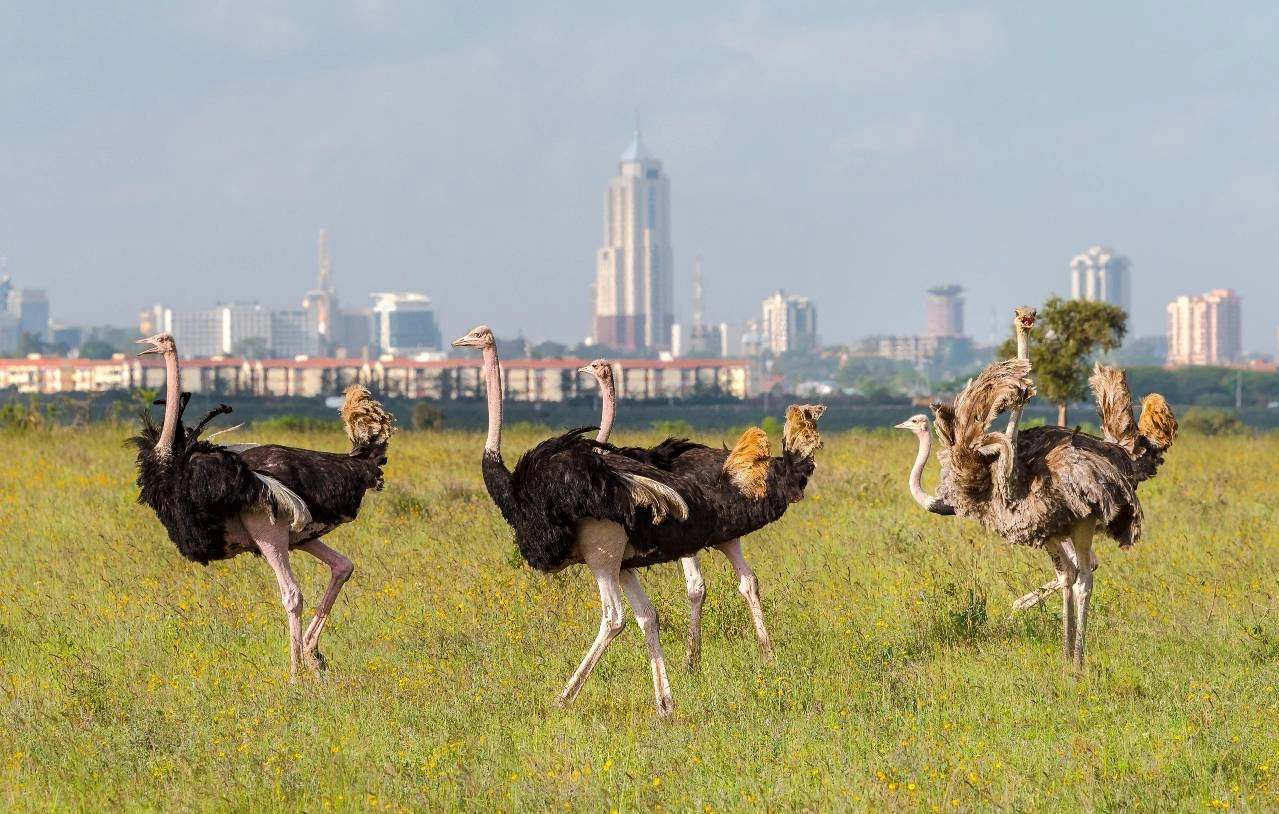 Nairobi-national-park