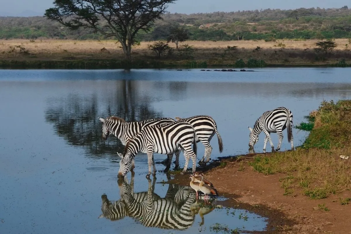 Nairobi-national-park