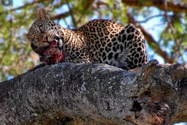 Northern Tanzania wildlife Safari