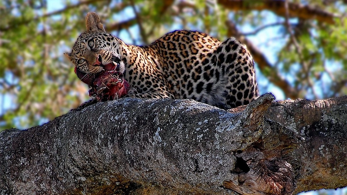 Northern Tanzania wildlife Safari