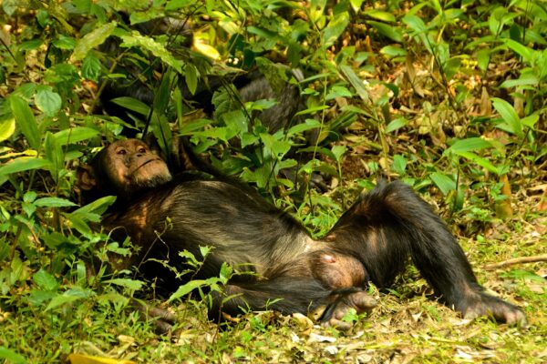 Nyungwe Forest National Park