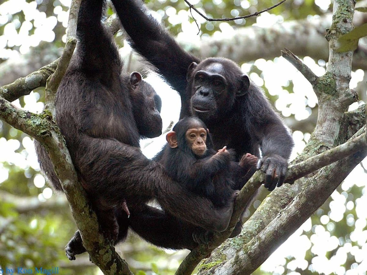 Nyungwe Forest National Park