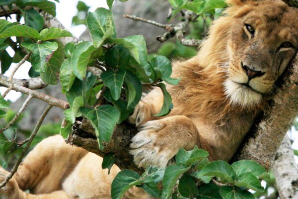 Queen Elizabeth National Park_