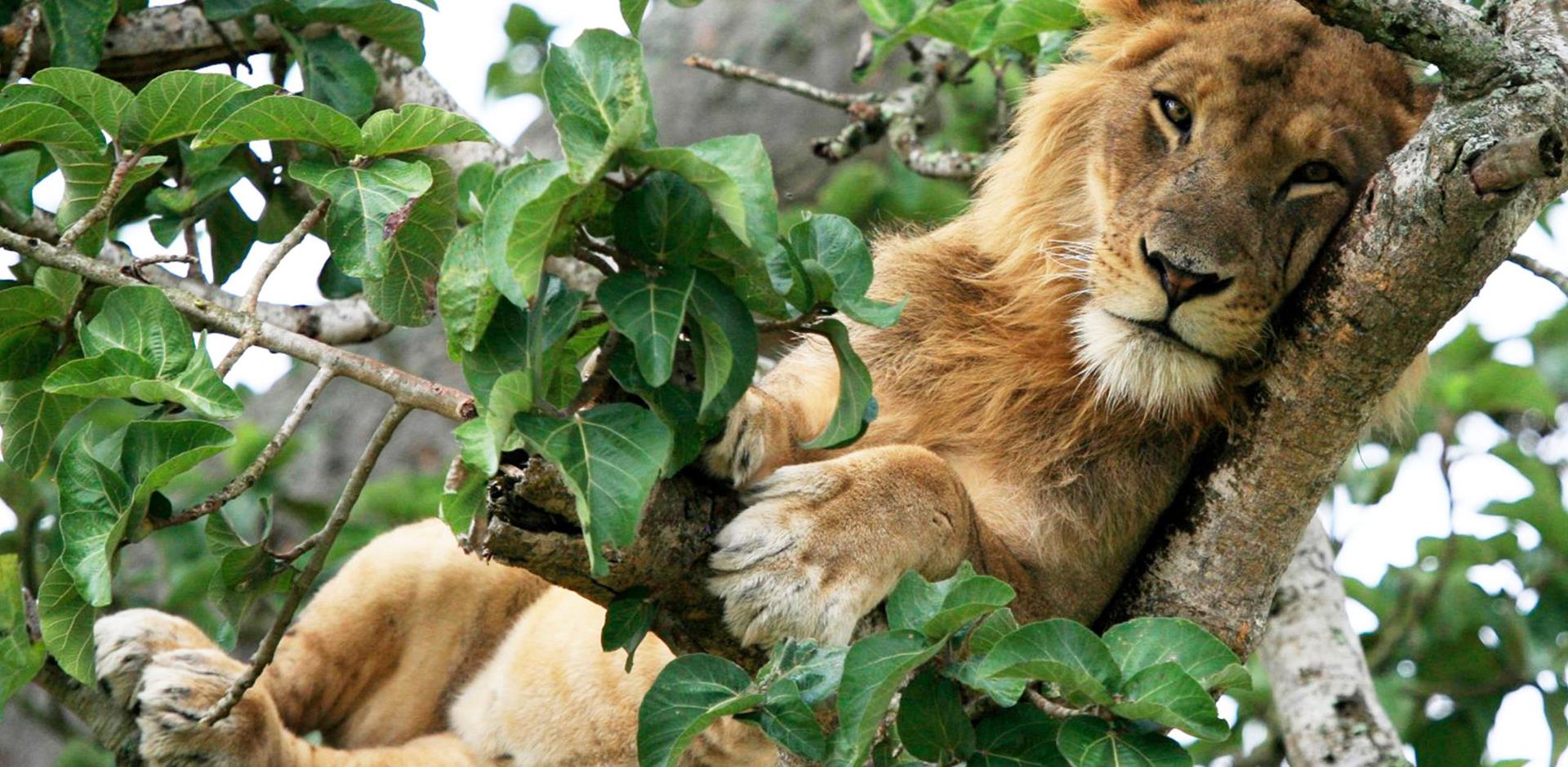 Queen Elizabeth National Park_