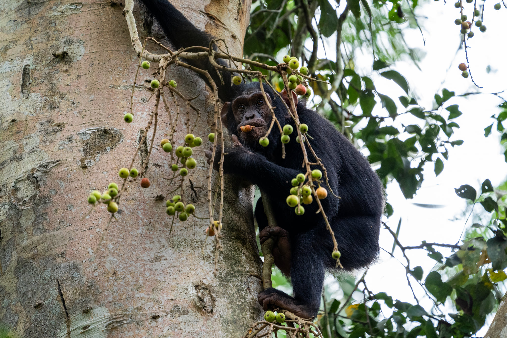 Nyungwe Forest National Park