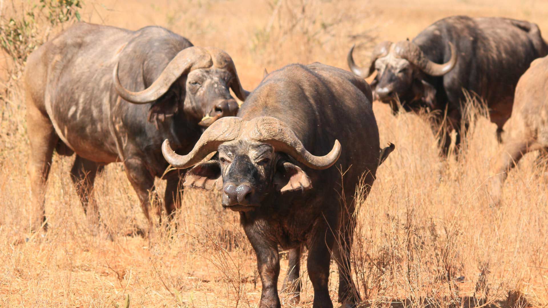 Ruvubu National Park