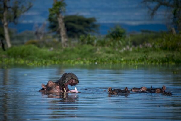 BURUNDI WILDLIFE SAFARIS