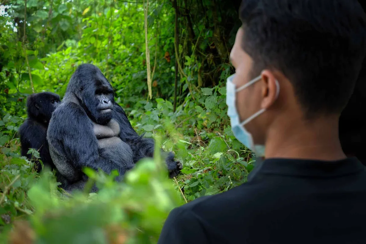 Rwanda Great Primate Expedition Safari