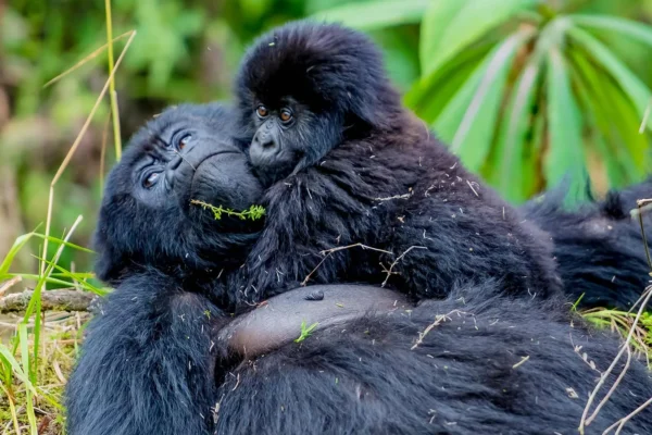 Rwanda Primates Safari