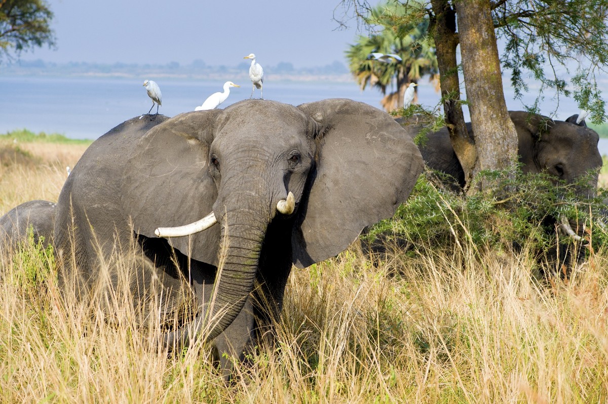Semuliki National Park elephants