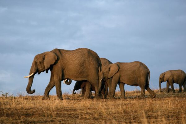 Short Kenya Safaris