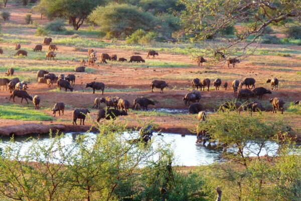 Tsavo-West-National-Park (1)